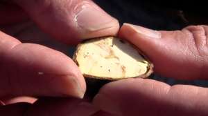 Borrowed Acres Chestnuts640 181010 154914