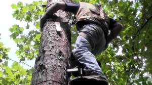 Borrowed Acres Treestands640 181010 155025