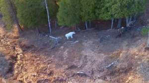 Bowfest drone cropped