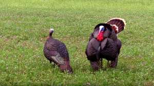 Bowhunting field turkeys