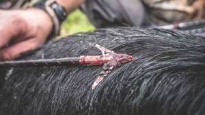 Bowhunting hogs beauty