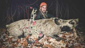 Bowhunting wild hogs lead pic