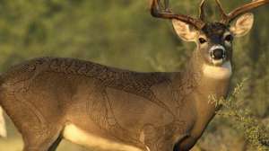 Broadside whitetail beauty