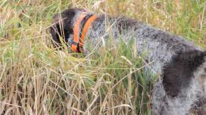 Buddy640 181003 160119