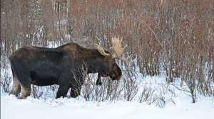 Bull Moose Istock