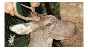 Bullwinkle Deer 181003 155743