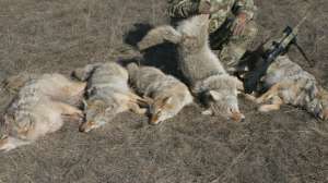 CH206 mark Kayser with coyotes shot using howls copyright Mark Kayser edit