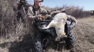 CH366 Successful coyote hunting copyright Mark Kayser