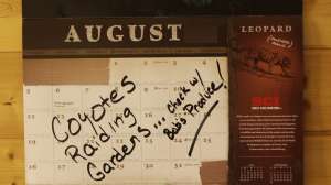 CH374 Calendar year coyote tactics copyright Mark Kayseredit