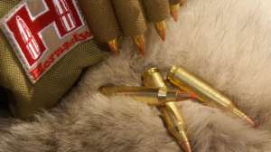 CH421 After the shot your fur could make you a few bucks copyright Mark Kayser edit