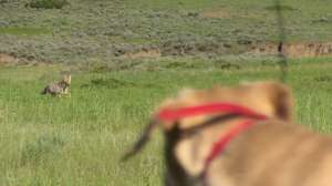 CH458 Coyote decoying frame 2 copyright Mark Kayser4