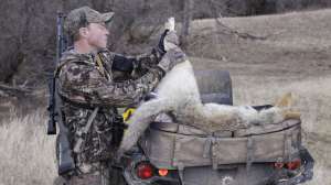 CH509 Using different access points to fool area coyotes copyright Mark Kayser