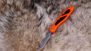 CH526 Skinning a coyote copyright Mark Kayser