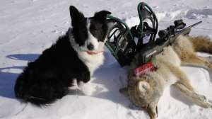 CH557 Mark Kaysers coyote dog Sage after a successful snowshoe hunt copyright Mark Kayser