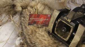 CH Use your electronic caller for howling copyright Mark Kayser