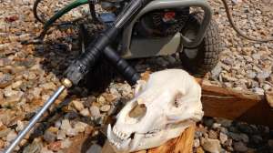 COYOTE Finished DIY skull after pressure washing ready for more work copyright Mark Kayser
