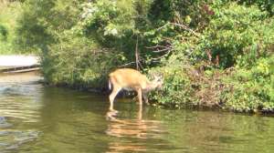 CWD DEER Wisconsin DNR12 181004 094407