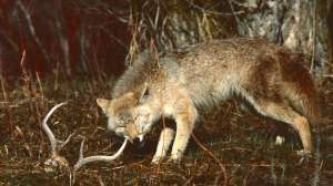 CY86 Coyote eating dead whitetail copyright Mark Kayser crp