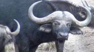 Cape Buffalo700 181010 154714