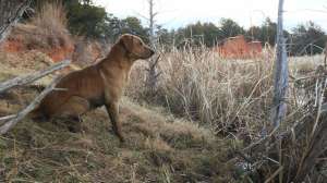 Cash waiting on ducks