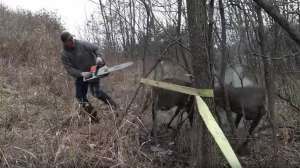 Chainsaw locked bucks