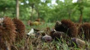 Chestnut Hill Outdoors beauty