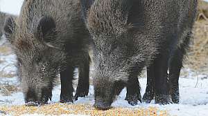 Circuit Hogs i Stock 156506016 fotohalo copy