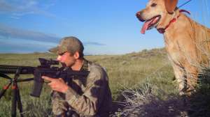 Cole Kayser watching for coyotes with decoy dog Copper copyright Mark Kayser