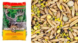 Collage Evolved 5 Card Draw