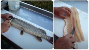 Collage filleting pike