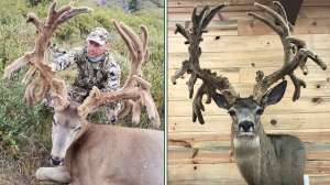 Collage velvet muley record