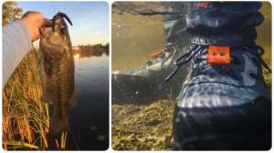 Collage waders beauty