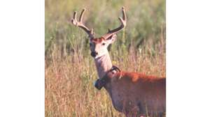 Collared Deer 181004 084601