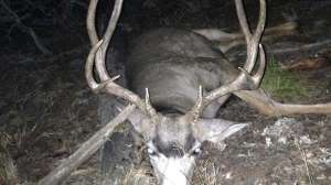 Colorado Poached Elk 3