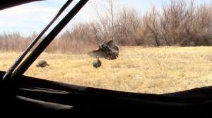 Colorado Turkey Kill Jace 181010 154721