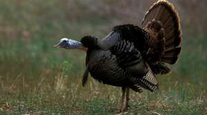 Combs Arrowed Turkey Stay Put eastern tom4 300 Stephen Bauer 181003 160501