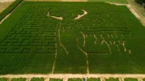 Corn maze beauty