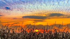Cornfield at Sunset