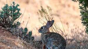 Cottontail rabbit in sagebrush Utah DNR
