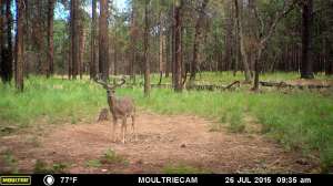 Coues Deer Arizona photo by Darren Choate
