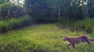 Cougar Credit Wisconsin DNR 181003 161452