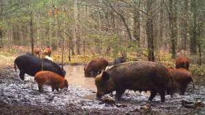 Courtesy Missouri Department of Conservation