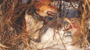 Coyote Hounds with bayed coyote