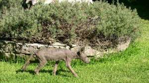 Coyote Mange Credit USDA1