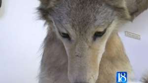 Coyote Screen Shot 2014 11 12 at 300