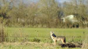 Coyote near Corvallis OR U S Fish and Wildlife courtesy image