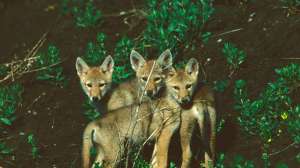 Coyote pups at den copyright Mark Kayser