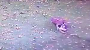 Coyote Attacks Dog Screen Shot 2014 11 10 at 213 181010 154724