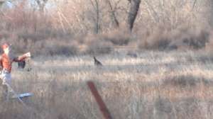 Coyote Craze Bauserman 181010 154730