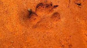 Coyote Track